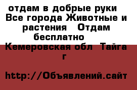 отдам в добрые руки - Все города Животные и растения » Отдам бесплатно   . Кемеровская обл.,Тайга г.